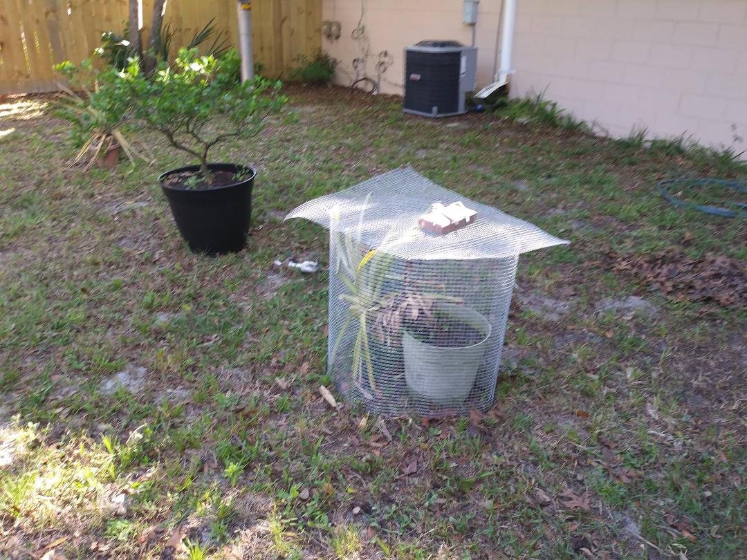 Made cage to protect my pineapple from fluffy-tail rats, known more commonly as pesky squirrels. Won't get my fruit this year.