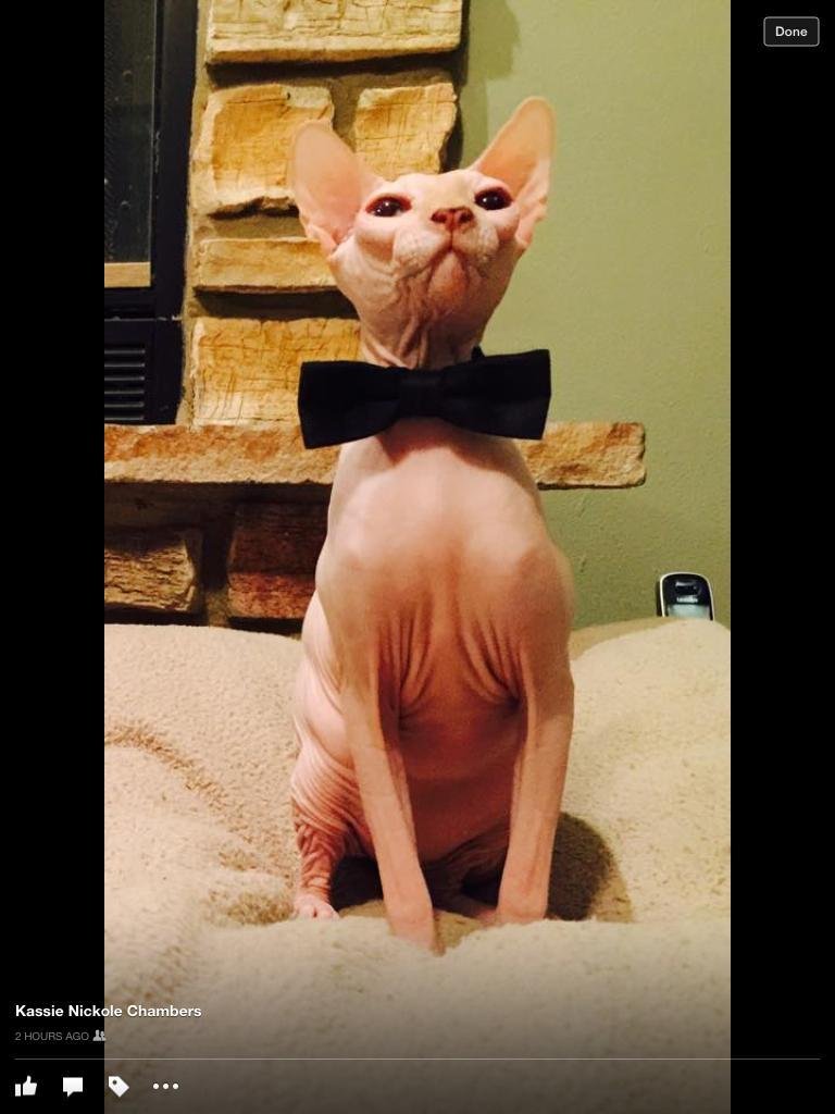 Coolest cat ever!!