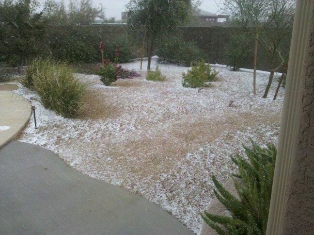 Our backyard, Phoenix, Thursday, Dec. 30th, 1:30 pm