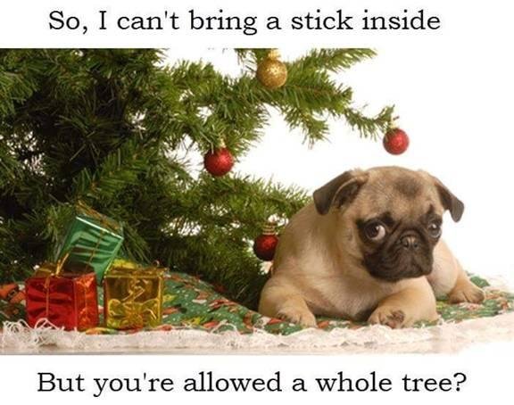 Christmas Cheer!