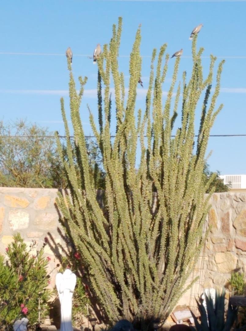 I've heard of a partridge in a pear tree but how about Five white-winged Doves in an Ocotillo cactus?...