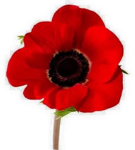 Keep this poppy going for our veterans near and far