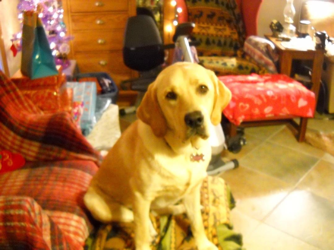 Ms. Weldit....Christmas morning......2011 waiting soooo patiently on getting her stocking!  lol
