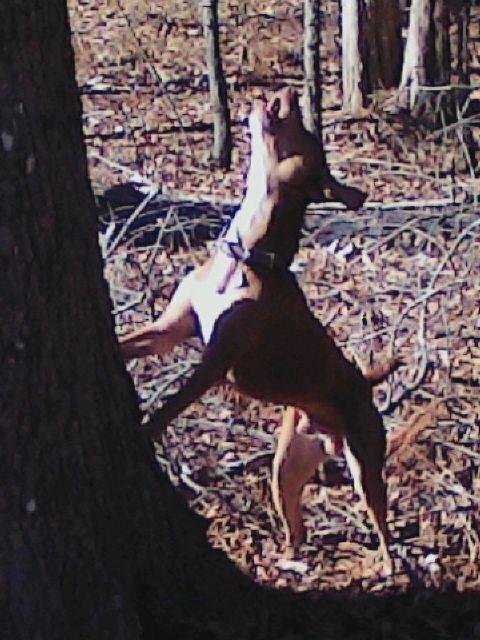 Early mornin' hunt for RB & "Jack"...Maurice & "Rambo n' Daisy. RB left the house @ 5:30, picked up his friend, and men and dogs made the woods around 7:00. NO SQUIRRELS!! So "Jack" showed "Belle" how to tree a "fat squ