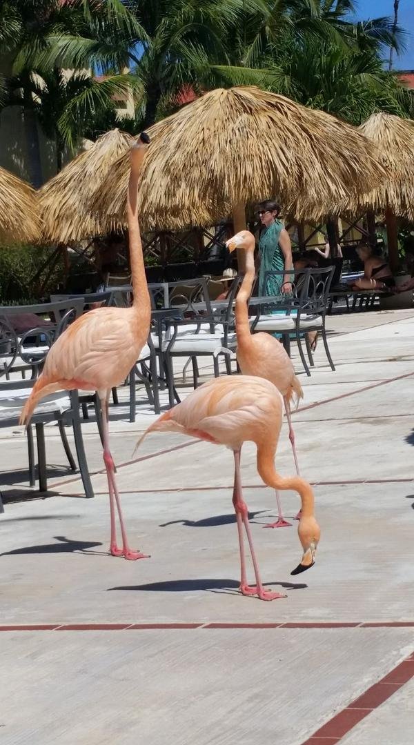 Who let the birds out?