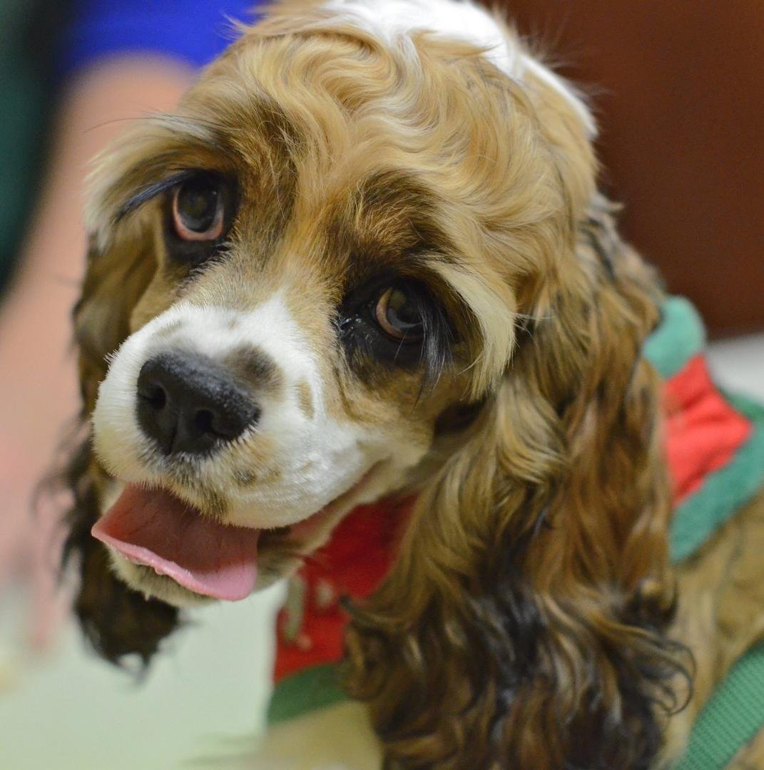 Lost Tootsie yesterday. She was my little buddy. We had to put her down last night. Very hard to do. I will miss her like crazy. She was only 6 years old. RIP Tootsie.