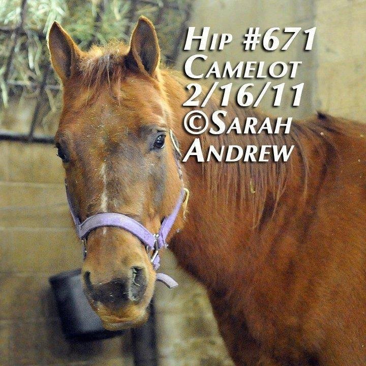 Happy 6-year Rescue Anniversary Zane!
Made that fateful call to Camelot 6 years ago to bail him out of the kill pen. Amy von Scholz headed to Jersey the next morning to pick them up in a snow storm.