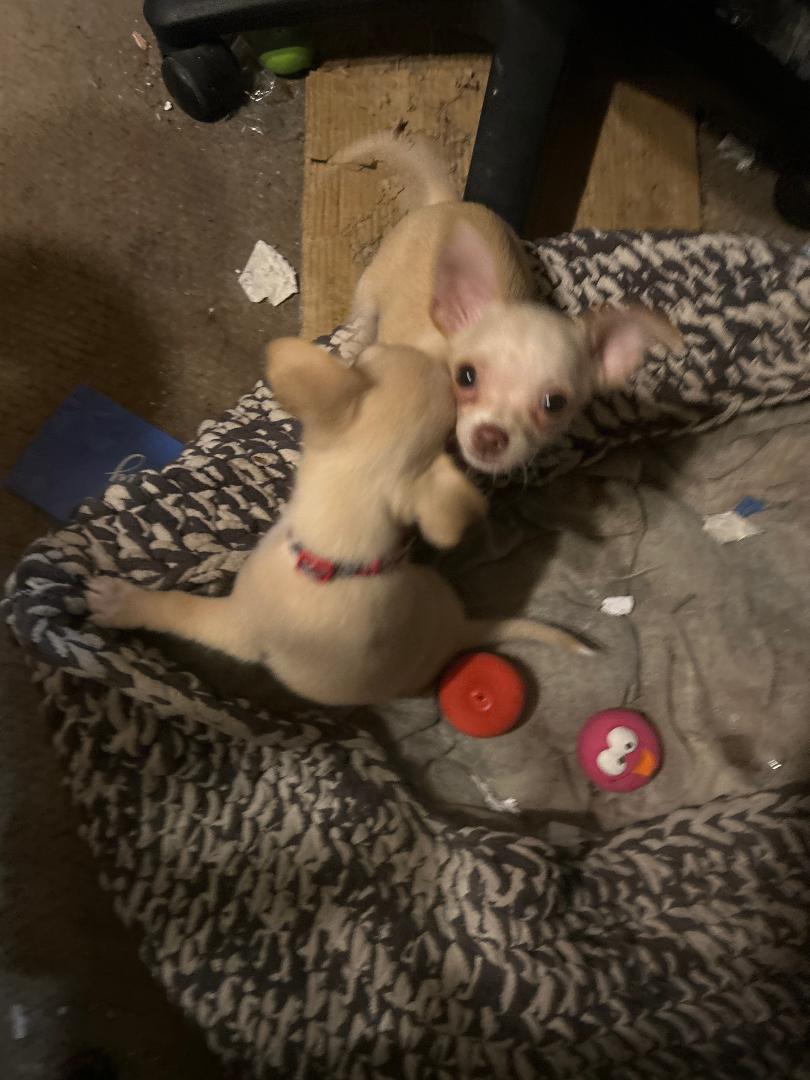 I guess now I am a chihuahua momma meet Uh ohs he is the runt of the litter the other one is Blaze he is for my great granddaughter