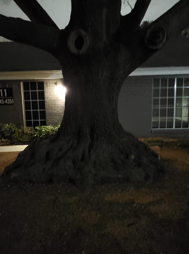 Anyone know how old this tree might be?
