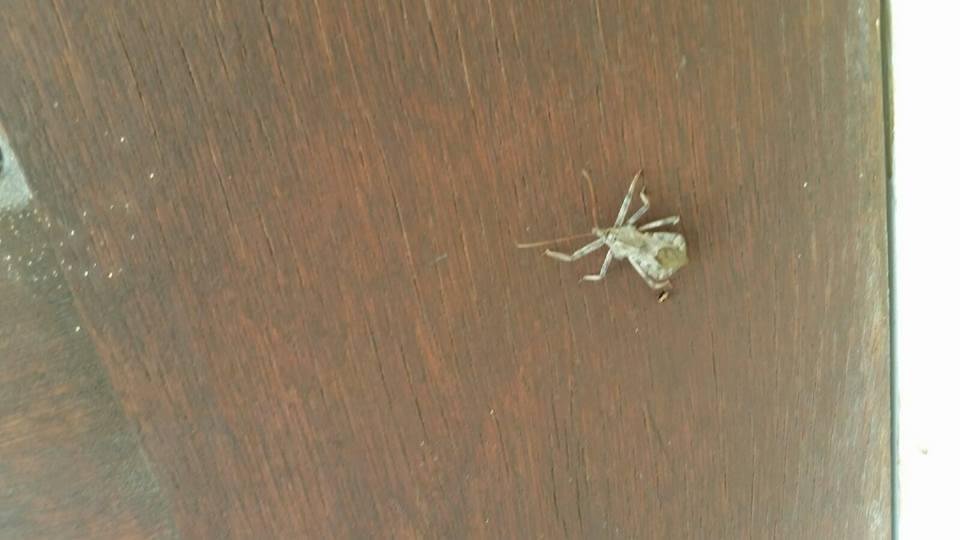 What is it