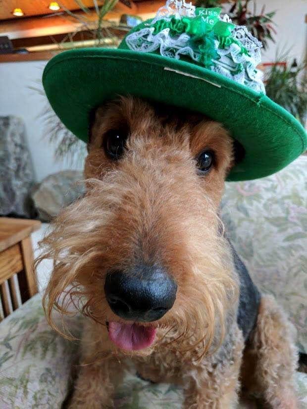 Happy St. Patrick's Day to all of my Aireish Friends!!!💚💚
