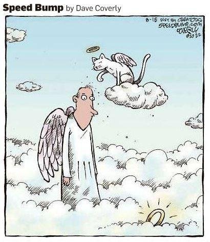 Cats in heaven