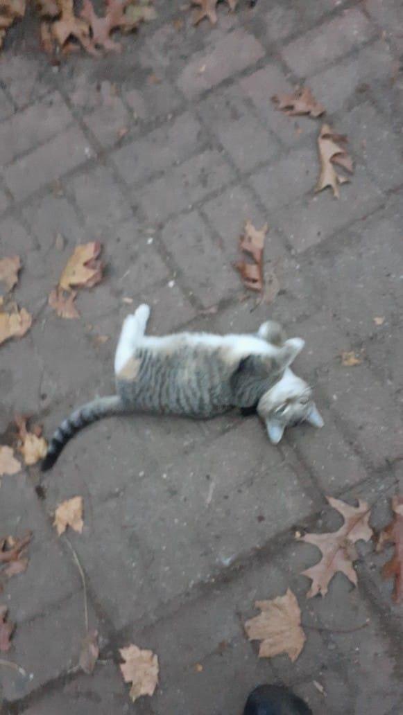 1 of the kittens
