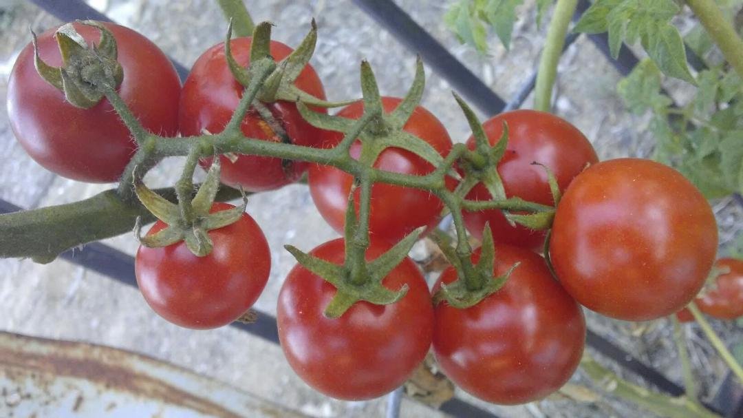 The last of cherry tomatoes (2016)