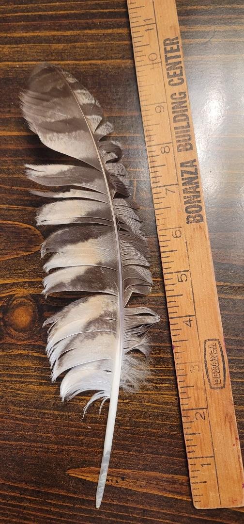 Cooper's Hawk tail feather?