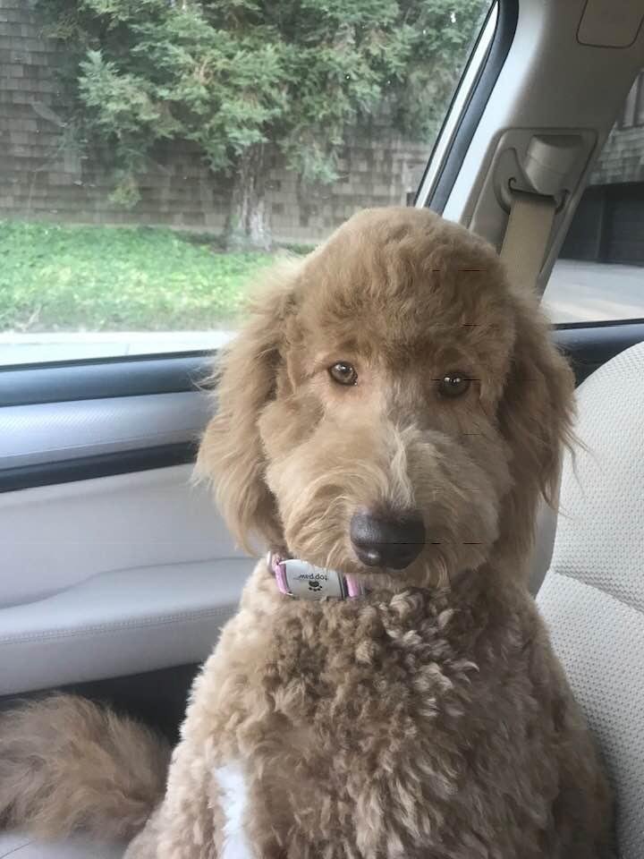 Molly at 1 year-46 lbs of love