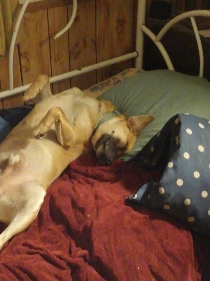 very spoiled dog