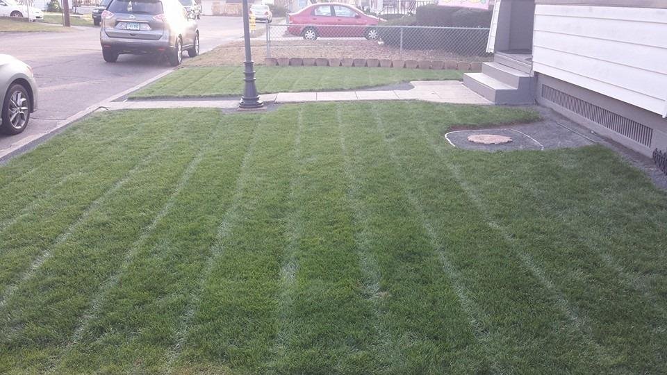 Mike's front yard