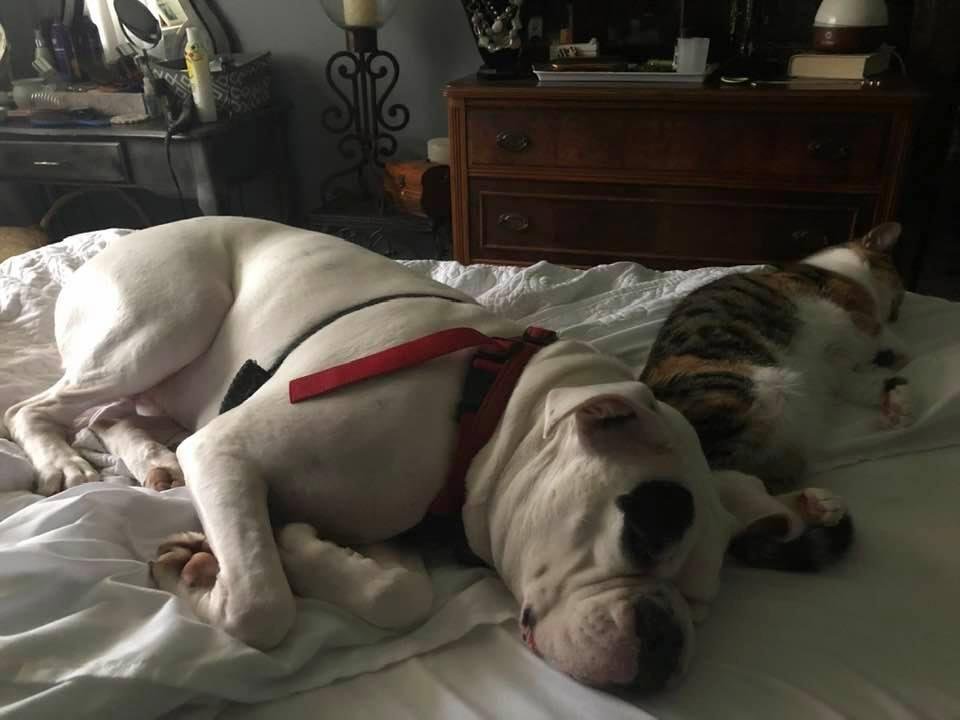 Enjoying a little nap before dinner! Why not ??