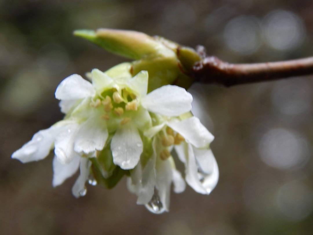 Spring droplets