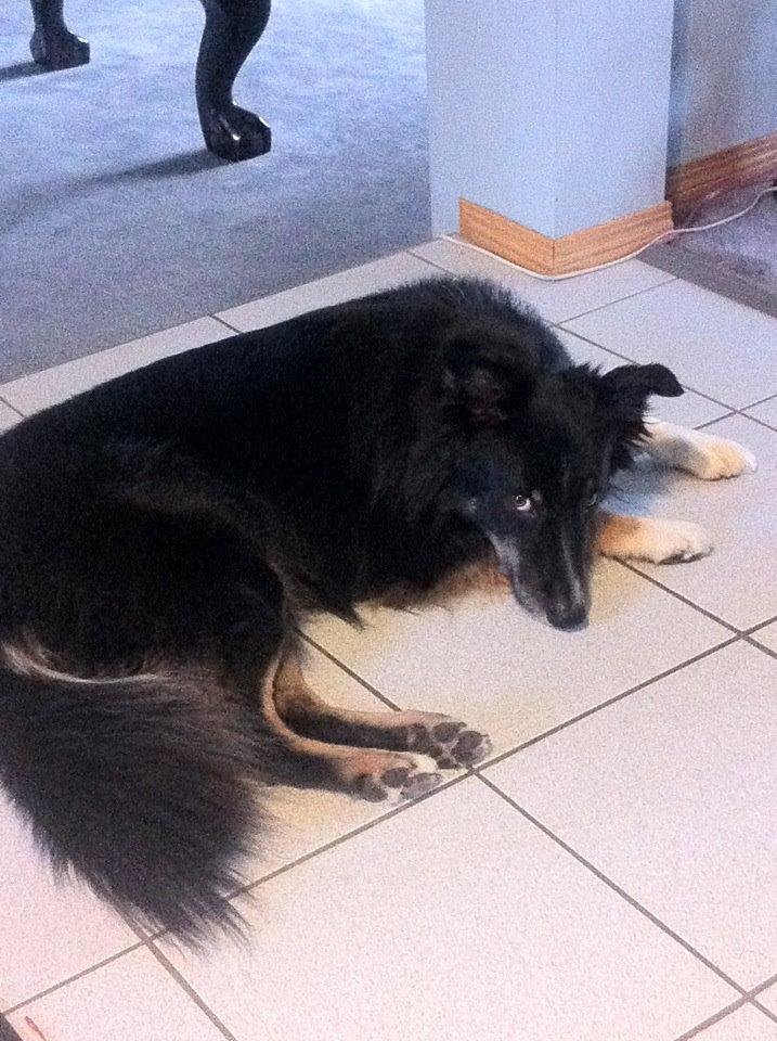 Missy's Dog Lou giving Grandpa the eye to go for a walk.