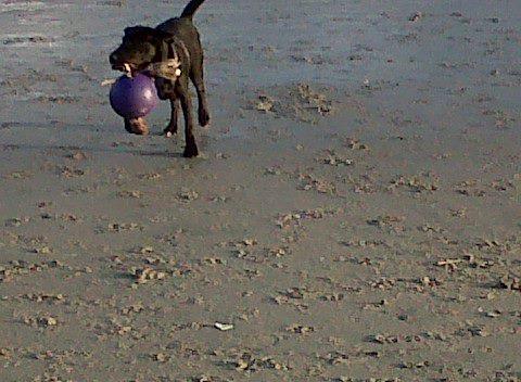 Doggy Beach w/ Buddy