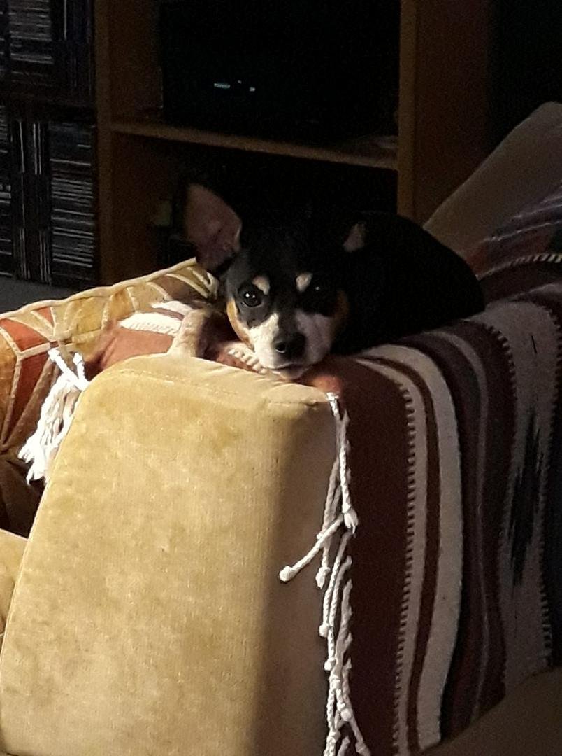 My little buddy Doogie! My best friend!
