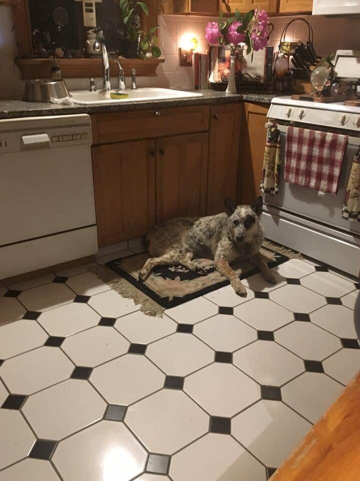 Good picture the best dog ever