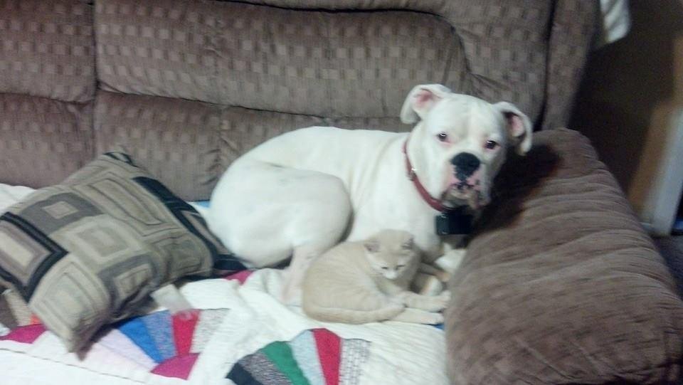 Obviously she thinks she is a dog