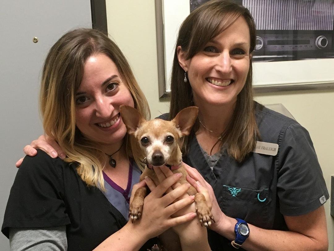 Frieda visited the vet yesterday for the first time since she came to live with me.  Dr. Fralleigh and Karley at Metro Paws agreed that she is a basically healthy 6 pound Chihuahua who needs dental work and a cyst removed. 