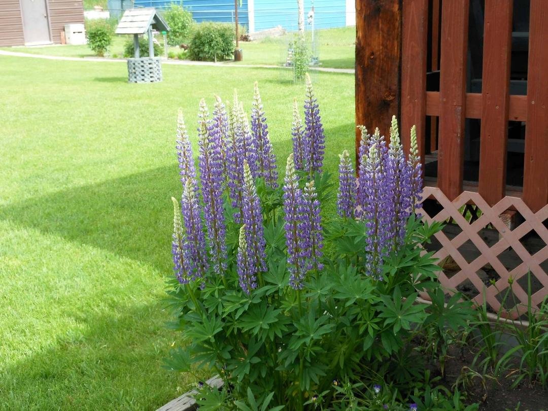 my lupine in bloom
