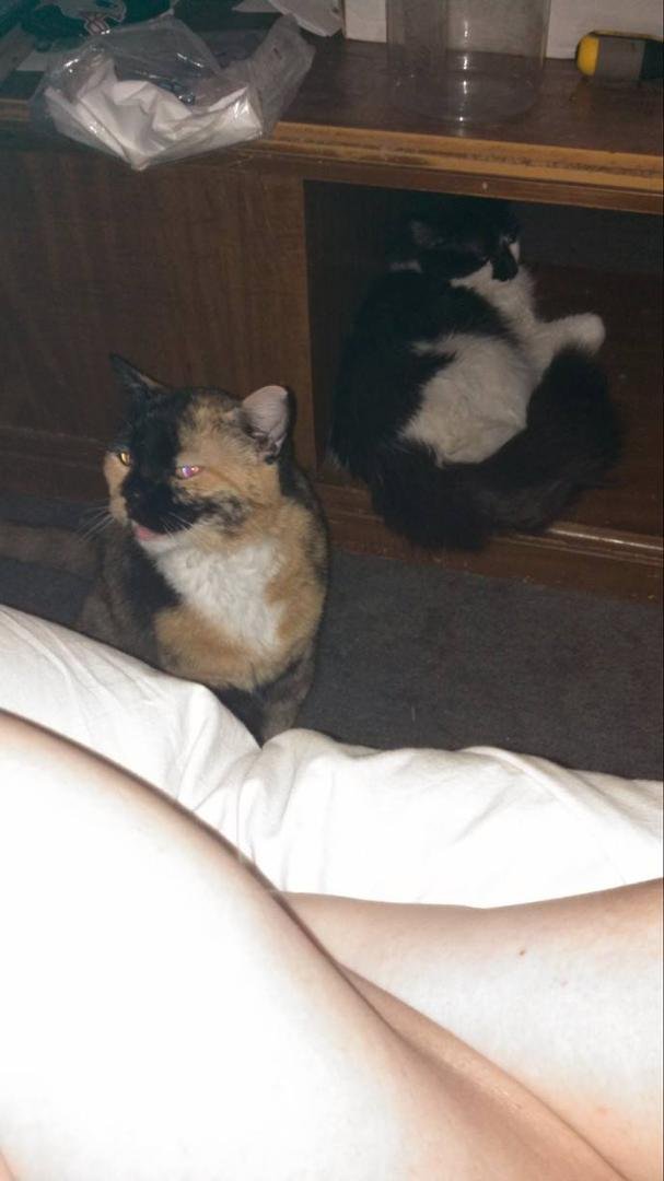 Callie and Oreo