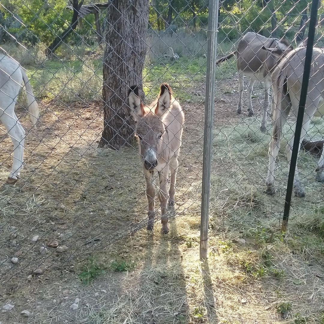 Baby  donkey