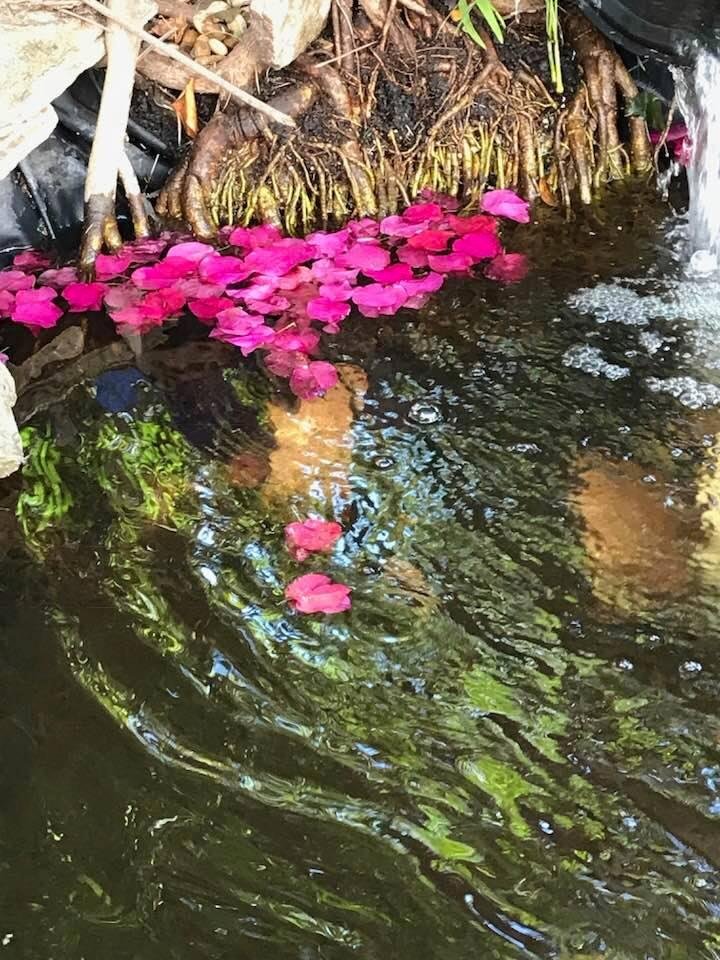 Natures bouquet. Petals from a flowering tree fell into the pond creating this natural effect. I love my backyard.