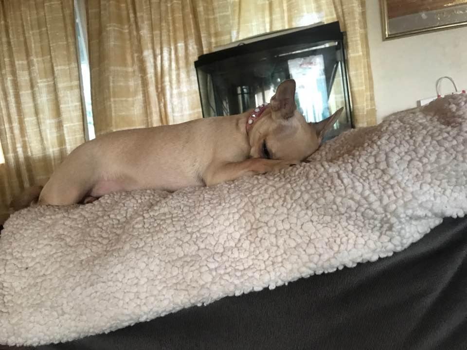My cute pup!