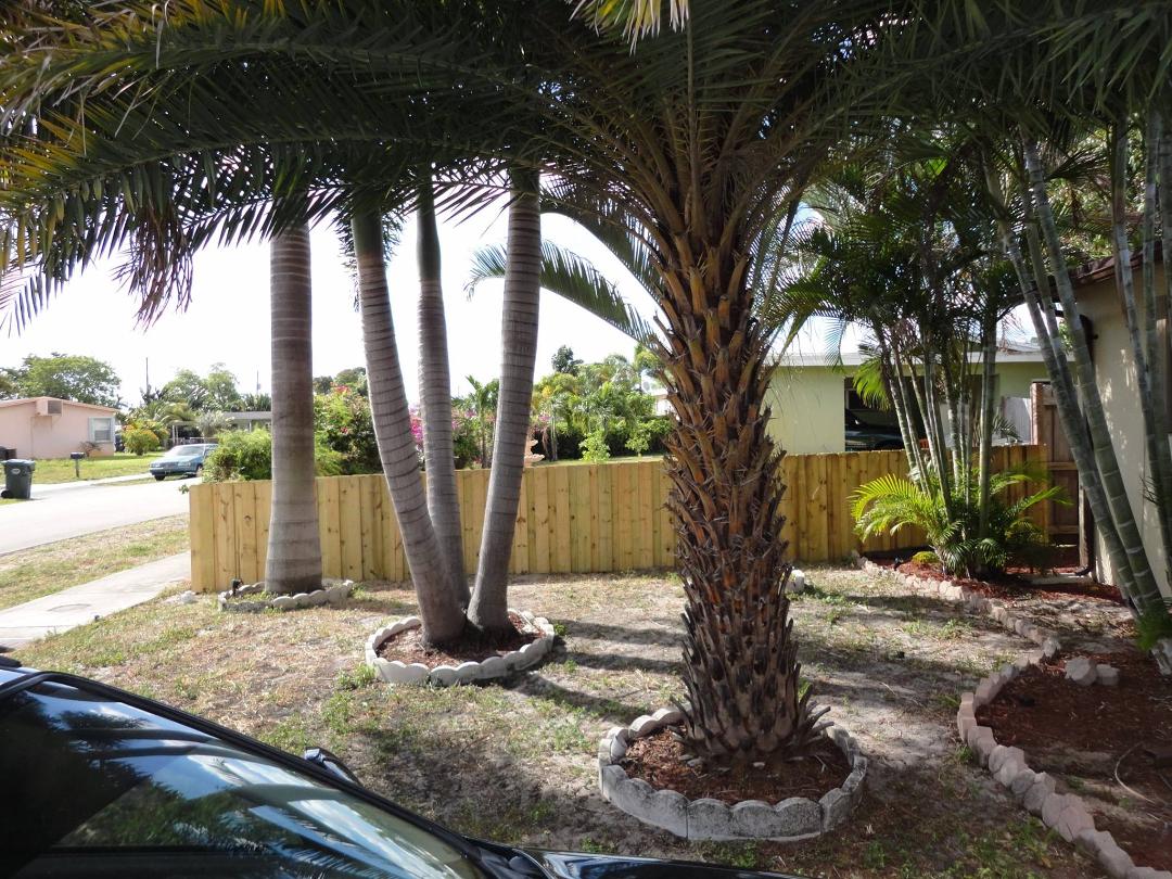 -BREAKING NEWS FLASH-
This just in.  Canadian made fence withstands Irma.
Brother Jayson and Eric left cleaning up after Irma.
They also won the lottery.  They get to keep everything they have.