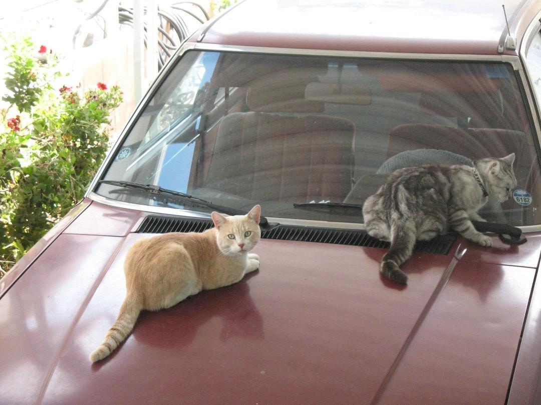 Stuart visits Henry on his private Lanai, otherwise known as the hood of our Honda. .