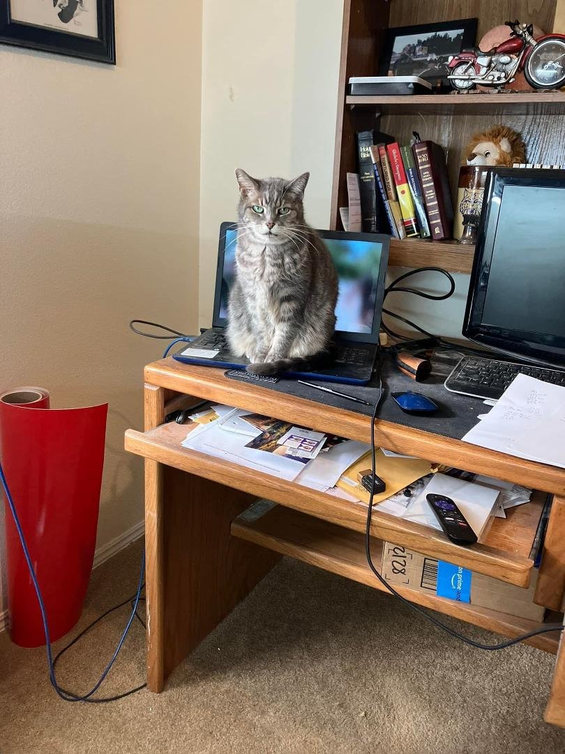 My laptop cat