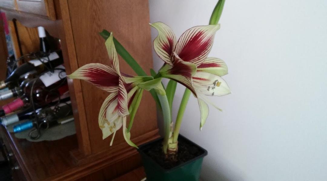 My Papillio Butterfly Amaryllis has bloomed!❤