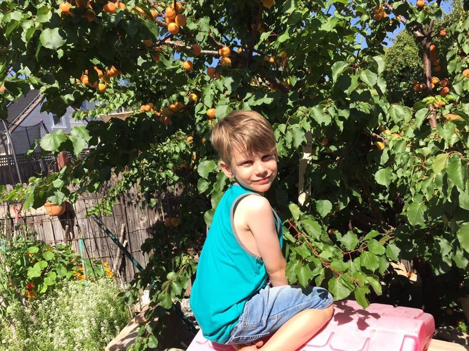 Dax is enjoying the copious apricots. This will be a busy weekend drying, making pies and finding more uses for two trees laden with ripe fruit.