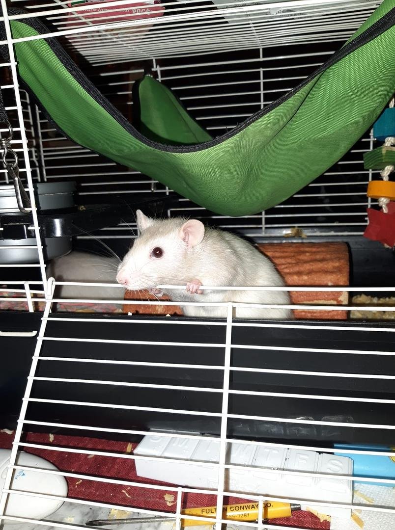 R.I.P my pretty Penny.