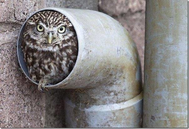The question often asked. How do I get an owl out of my drain?