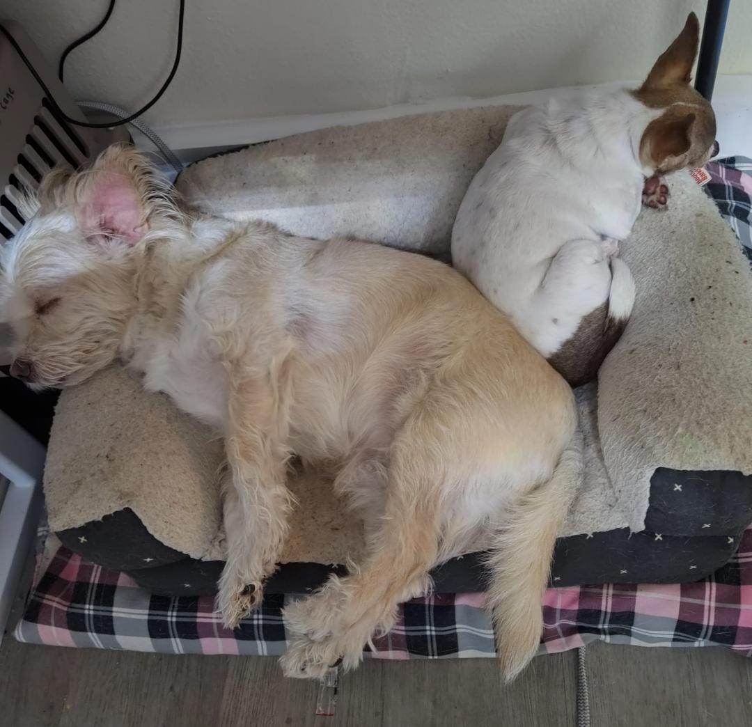 Nap time for these babies