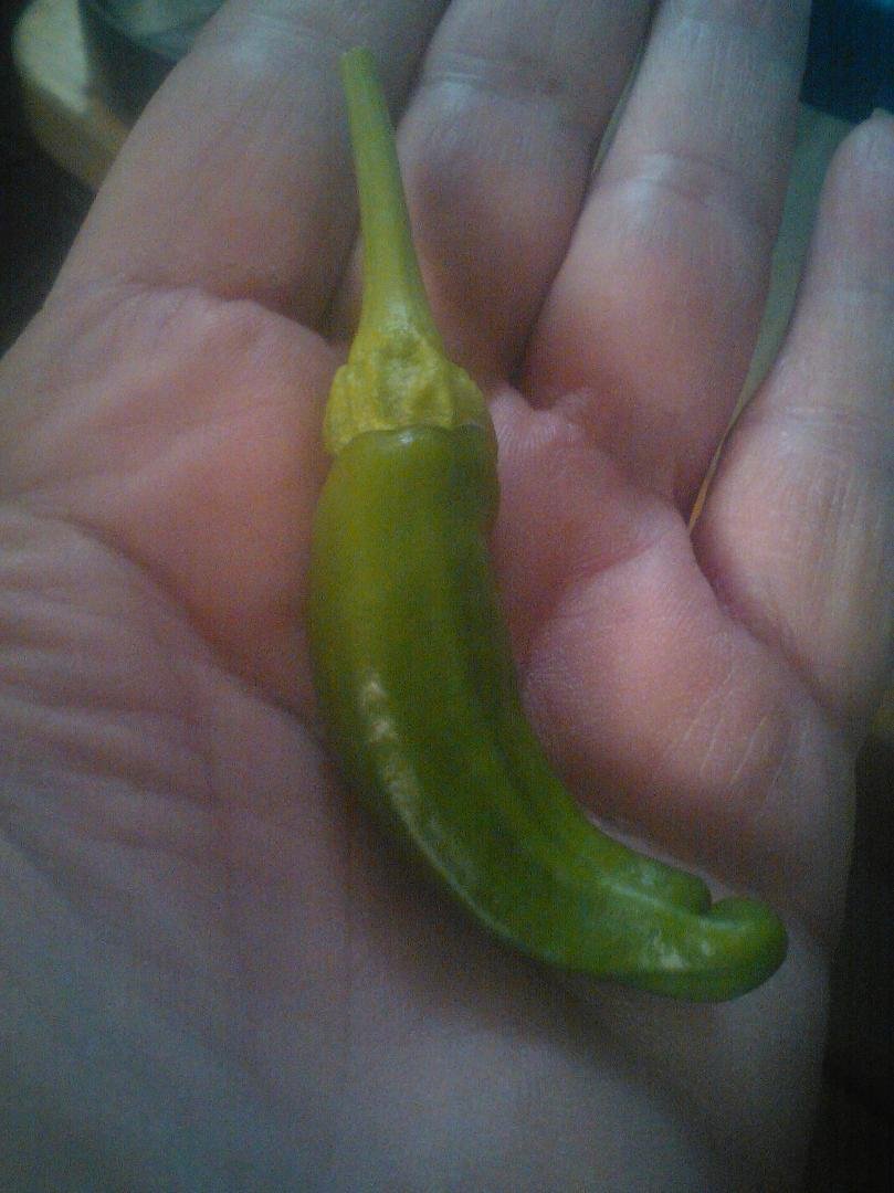 Matthias or Khamaria. This is from the plant closest to the house and far right of the tomatoes. Do either of you know what it is? Jalapeno maybe?