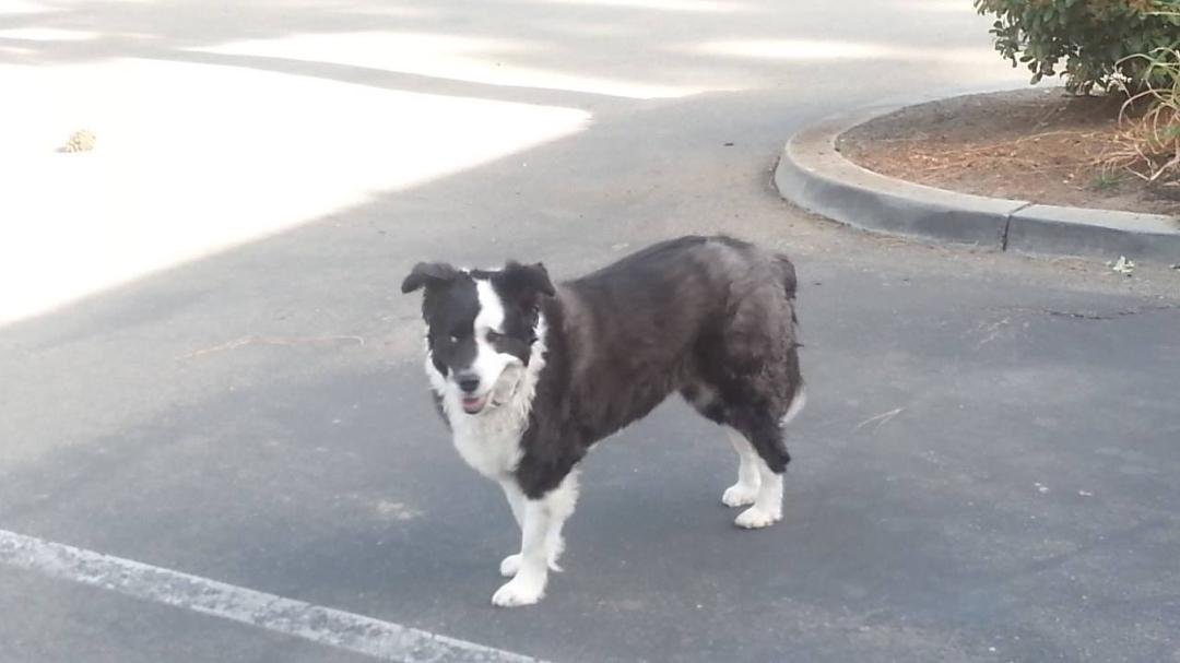 Shilo waits for Scout