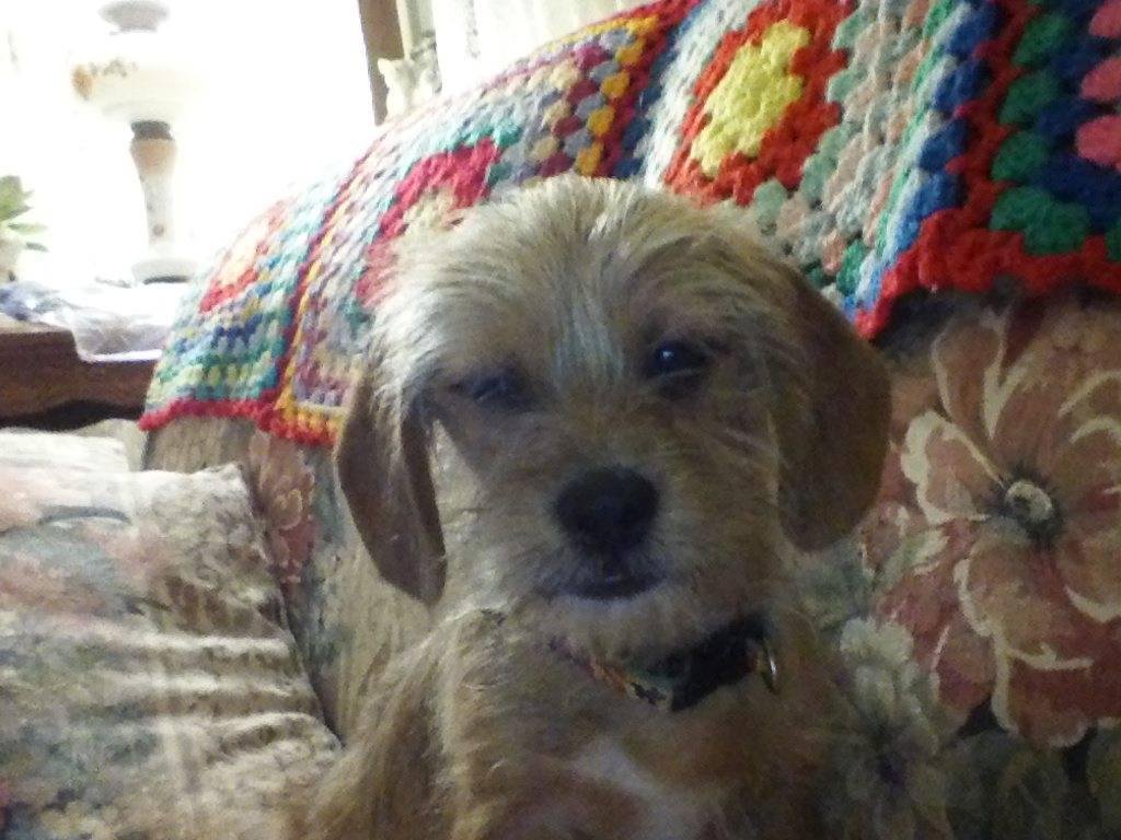 Hi this is the new puppy.