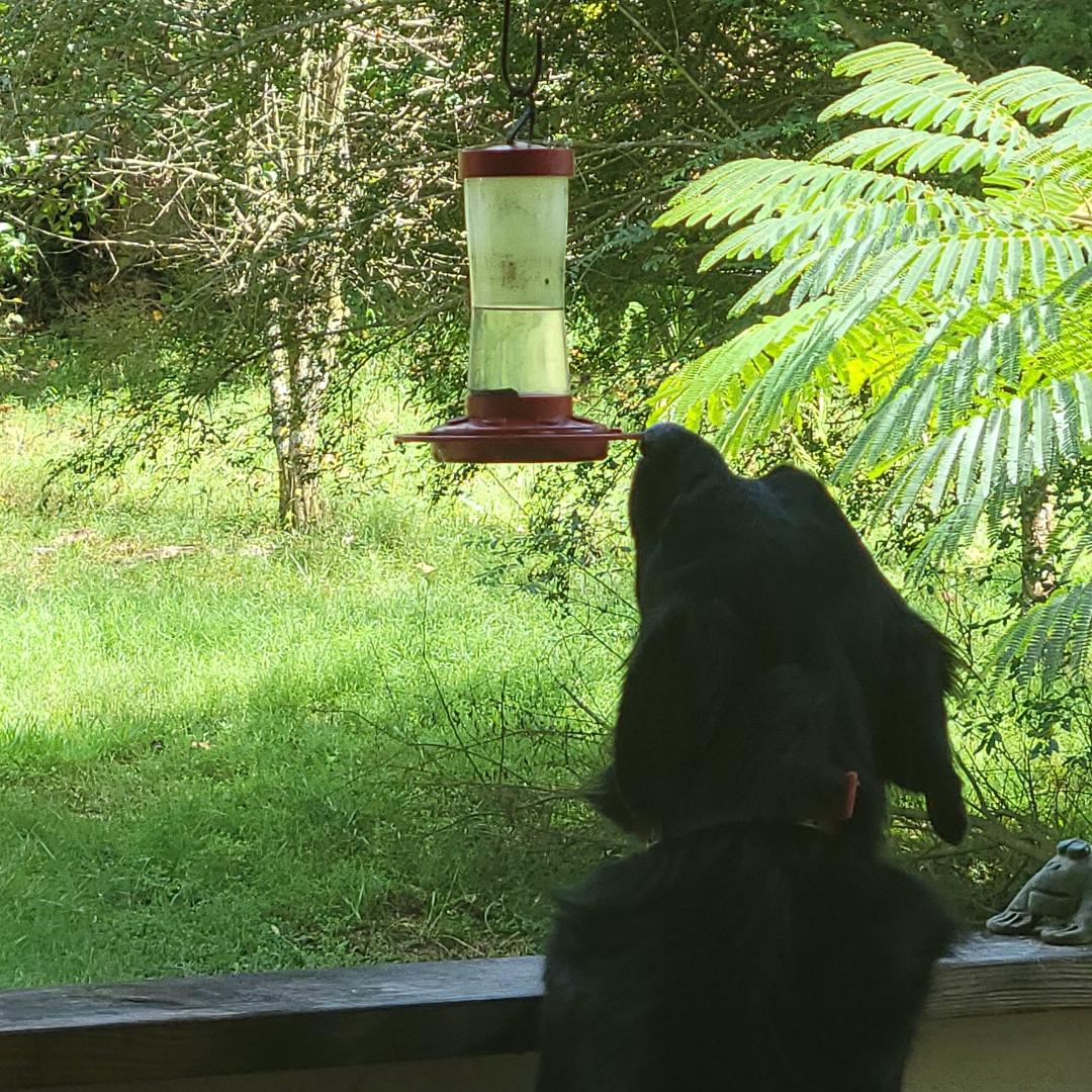 My dog
catching waspe and bees drinking and bothering the humming birds
