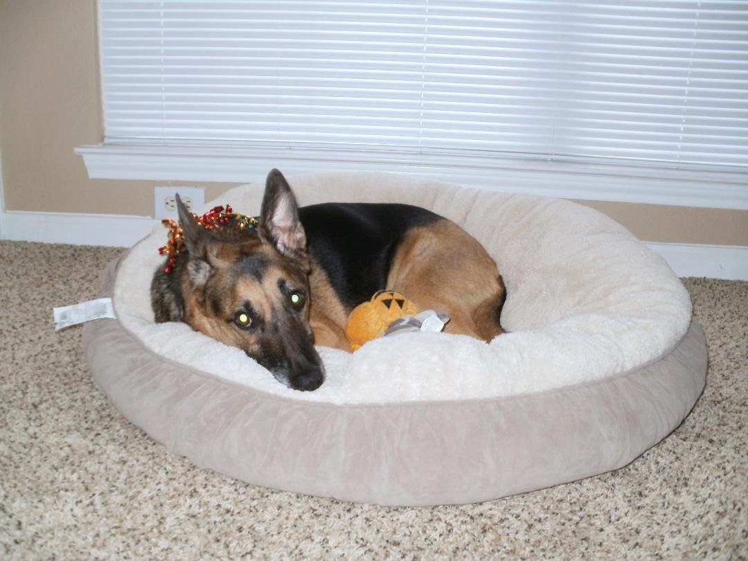 Woogie's Christmas present from mama and uncle Jeff....I think he likes it.