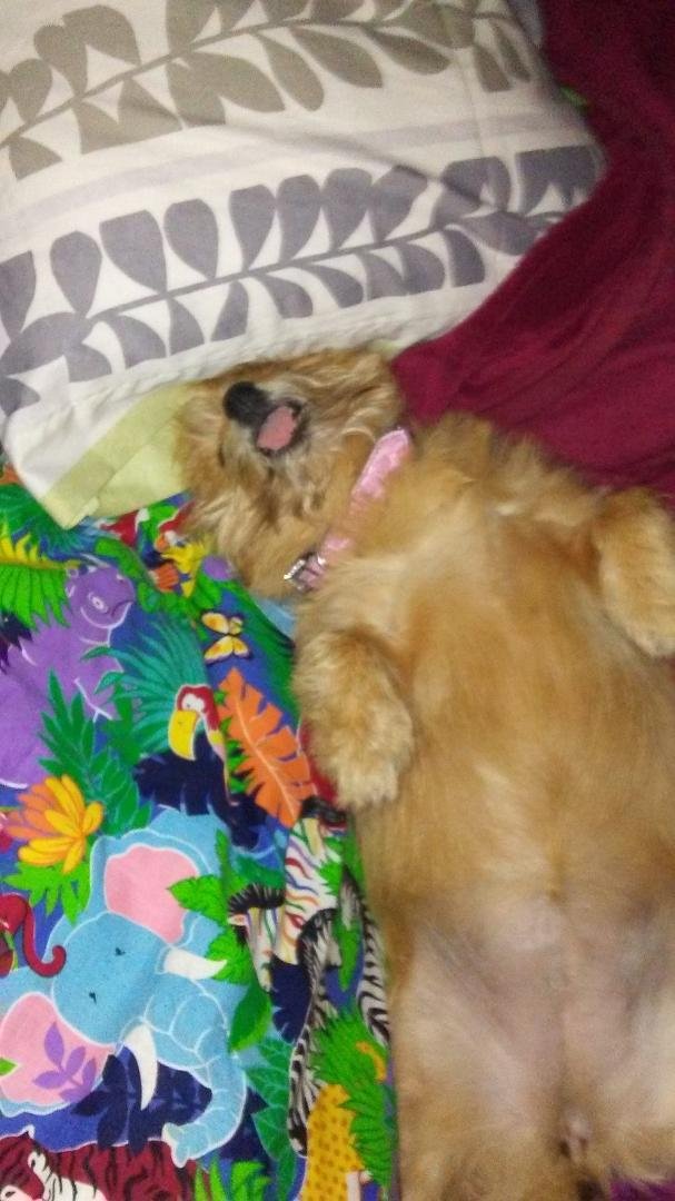 My guard dog is on duty tonight! !!!