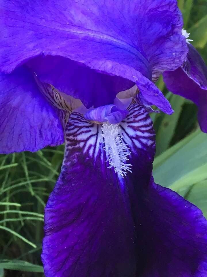 The Iris